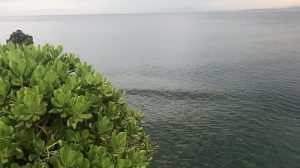 S__55001090