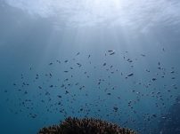 お客様アルバム画像